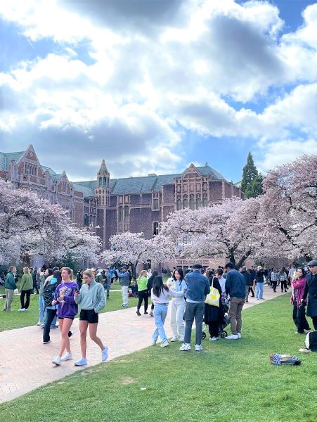 アメリカでも桜が満開