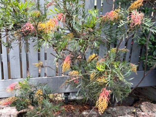 メルボルンの植物