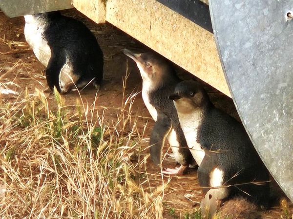 フィリップアイランドのペンギン