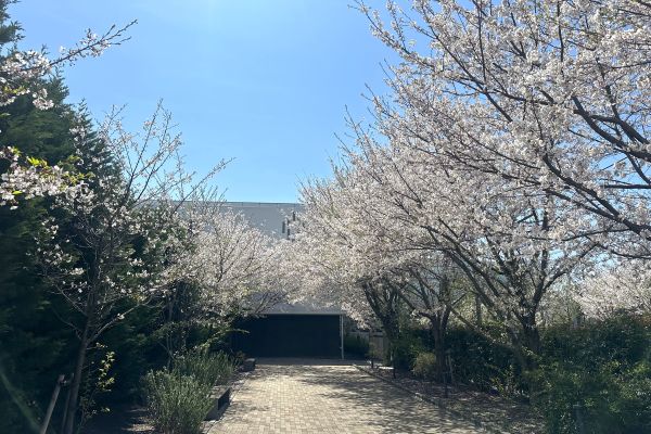桜咲くキャンパス風景