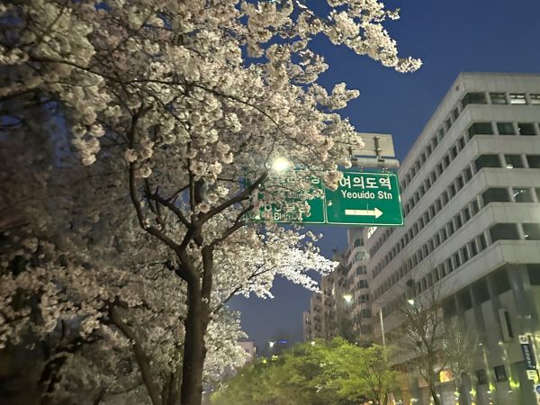 汝矣島に花見に行った時に撮った写真です。携帯に来る通知から道路標識まで、韓国語で溢れていると自然と勉強意欲が湧きます。